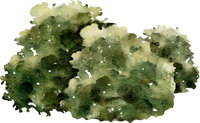 Arbusto