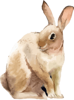 Coelho