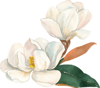 Flor no rodapé