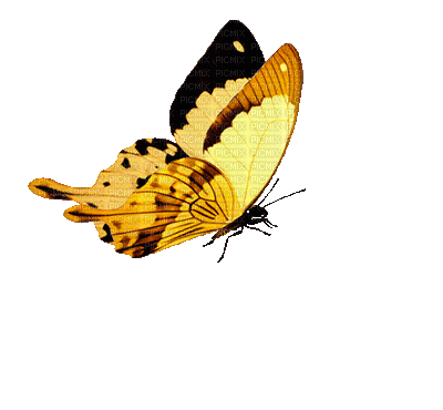 Borboleta Azul