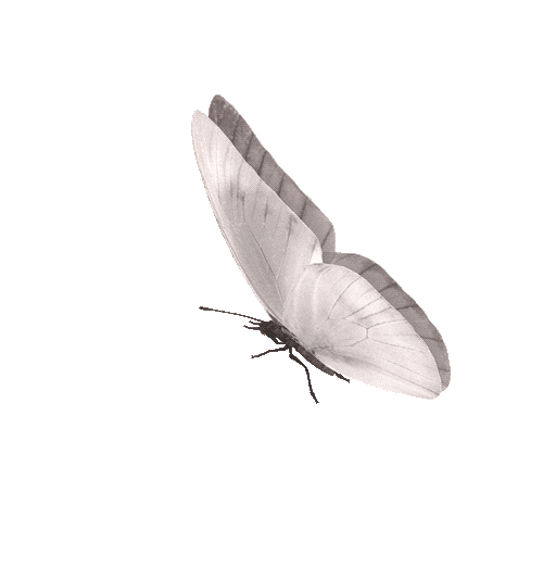 Borboleta